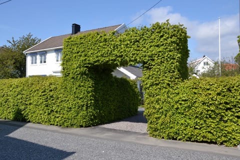 Taille de haies & Débroussaillage Manerbe