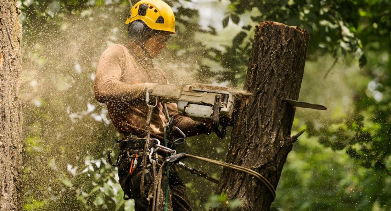 Abattage & Dessouchage 14 Calvados